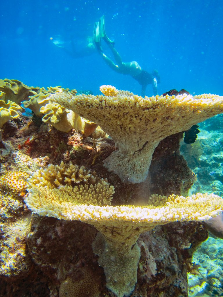 14-Coral at Michaelmas Cay, Great Barrier Reef.jpg